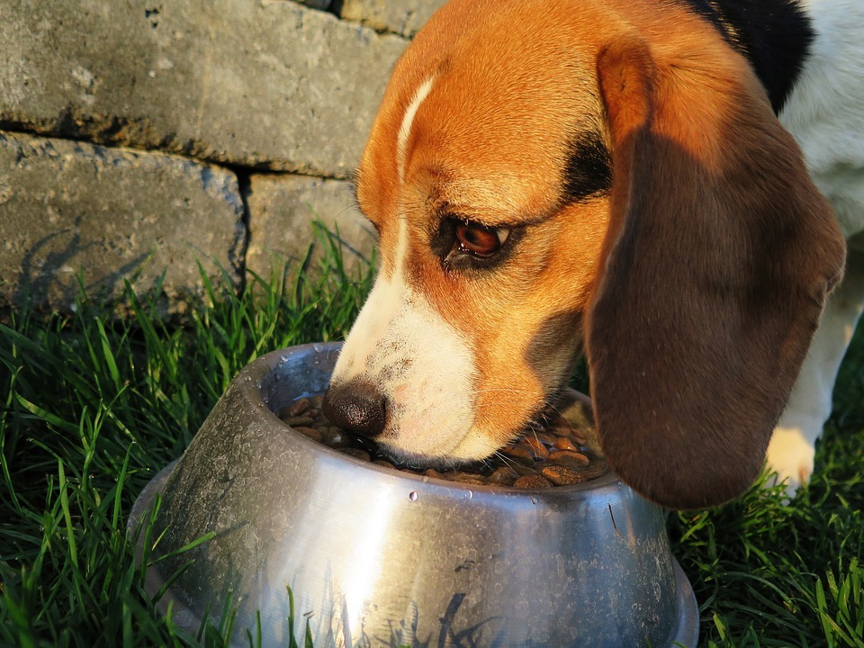 Interesting Facts about Pet Food
