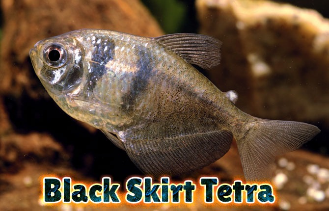 Black-Skirt-Tetra