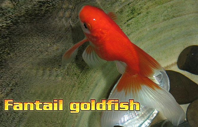 Fantail-goldfish