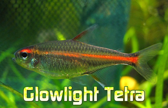Glowlight-tetra