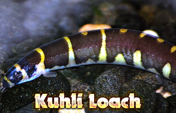 Kuhli-loach