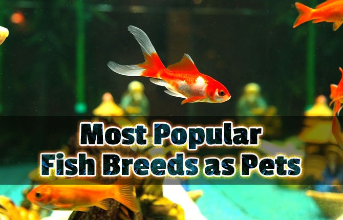 Most Popular Fish Breeds as Pets