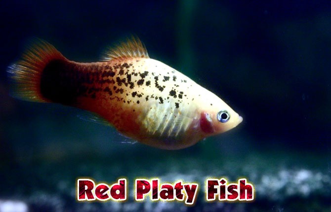 Red-Platy-Fish