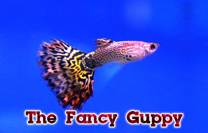 The-Fancy-Guppy