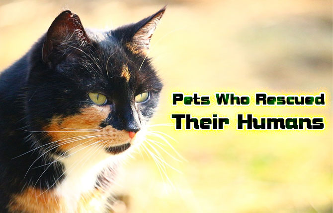 Pets Who Rescued Their Humans
