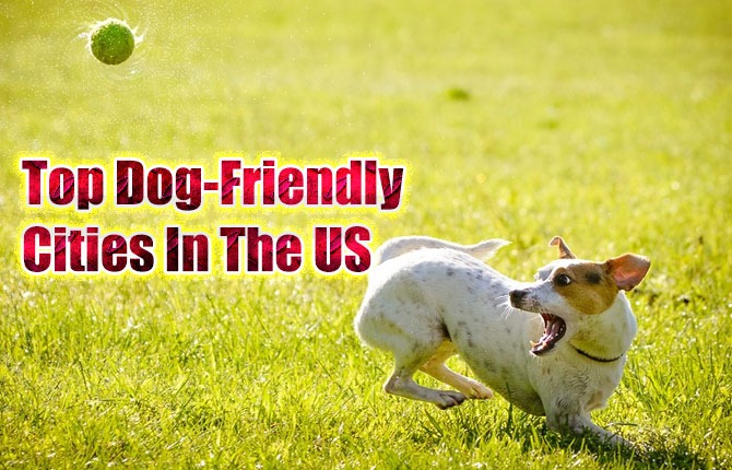 Top Dog Friendly Cities in the US