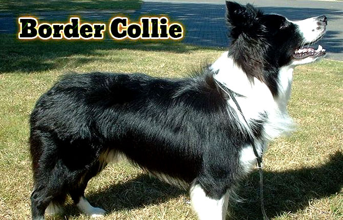 1-border-collie