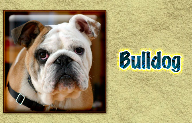 10-bulldog