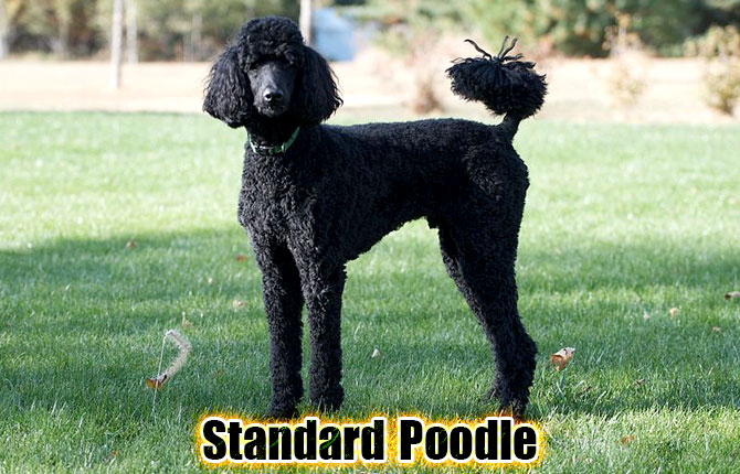 2-standard-poodle