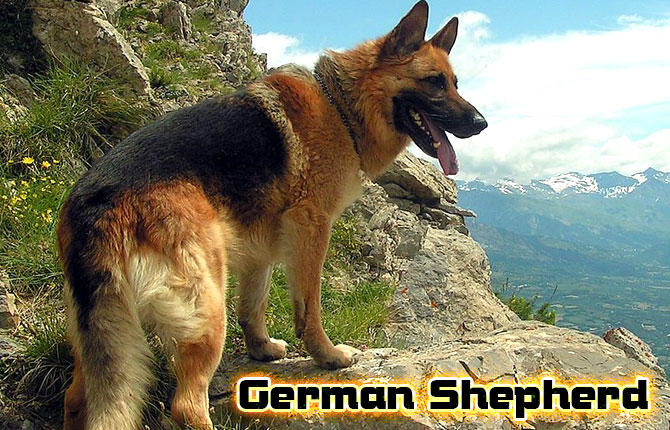 3-german-shepherd