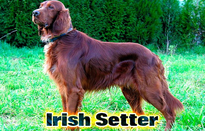 4-irish-setter