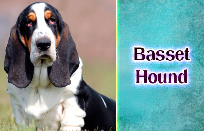 5-basset-hound