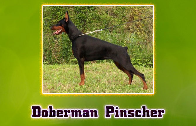 5-doberman-pinscher