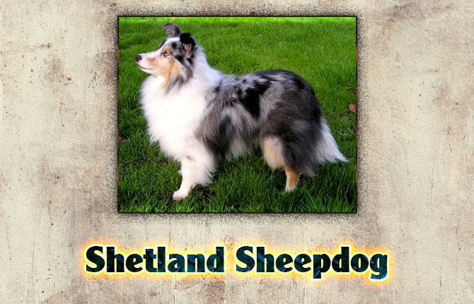 6-shetland-sheepdog