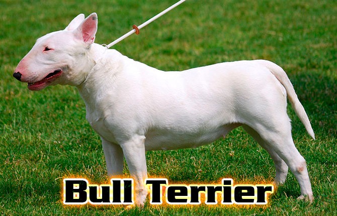 8-bull-terrier