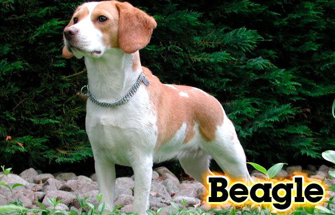 9-beagle