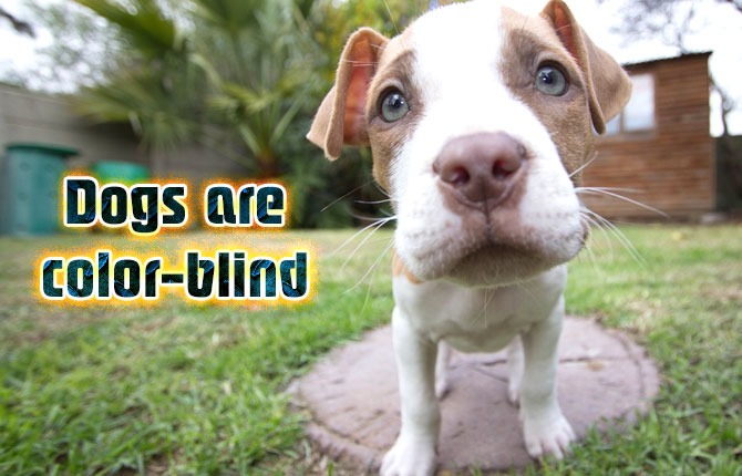 1-dogs-are-color-blind