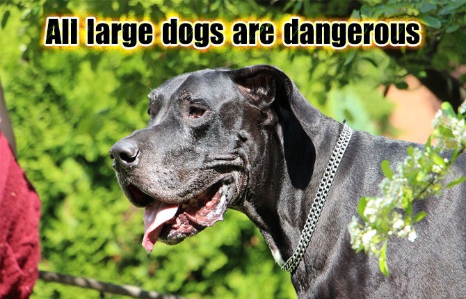 10-all-large-dogs-are-dangerous