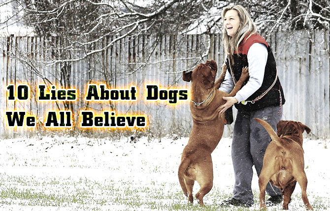 10 lies about dogs we all believe