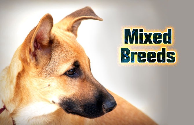 mixed breeds