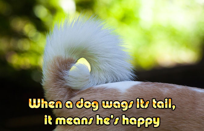 2-when-a-dog-wags-its-tail-it-means-hes-happy