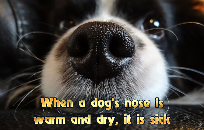 3-when-a-dogs-nose-is-warm-and-dry-it-is-sick