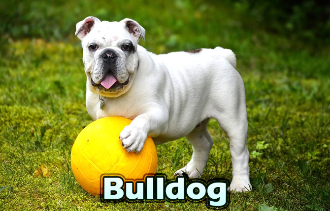 4-bulldog