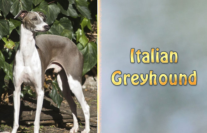 6-italian-greyhound