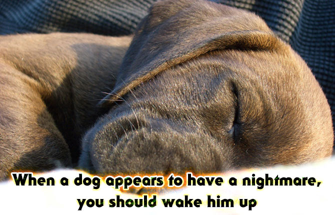 6-when-a-dog-appears-to-have-a-nightmare-you-should-wake-him-up