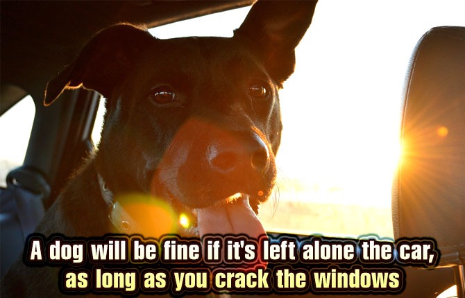 8-a-dog-will-be-fine-if-its-left-alone-the-car-as-long-as-you-crack-the-windows