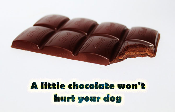 9-a-little-chocolate-wont-hurt-your-dog