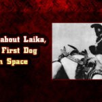 Facts about Laika, the First Dog in Space