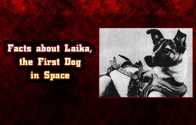 Facts about Laika, the First Dog in Space