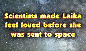 Scientists made Laika feel loved before she was sent to space