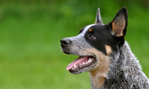 Sophie the Cattle Dog