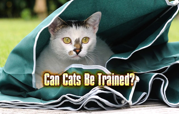 Can Cats Be Trained?