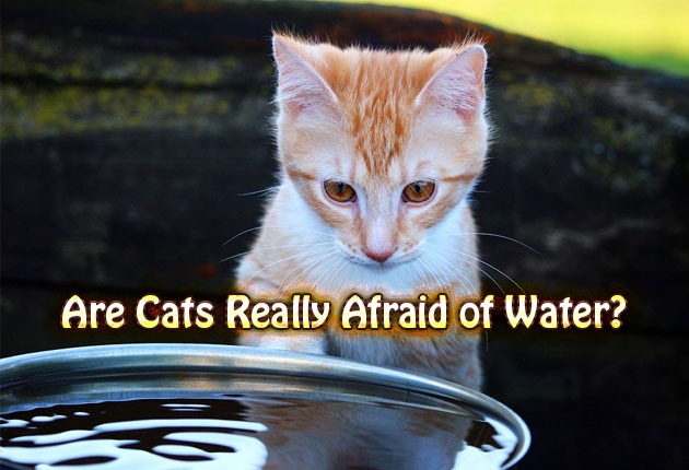 Are Cats Really Afraid of Water?