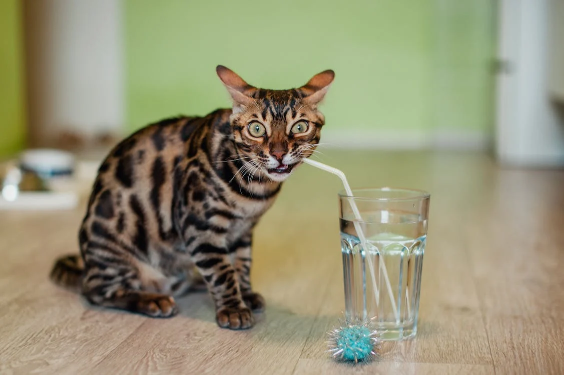 Are Cats Really Afraid of Water