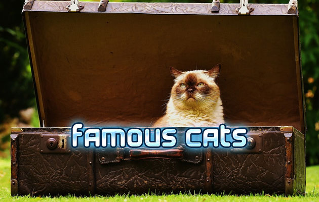 Famous Cats