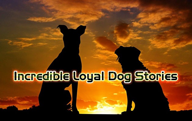 Incredible Loyal Dog Stories