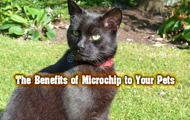 The Benefits of Microchip to Your Pets