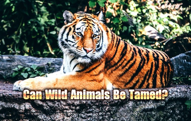 Can Wild Animals Be Tamed? | Did You Know Pets