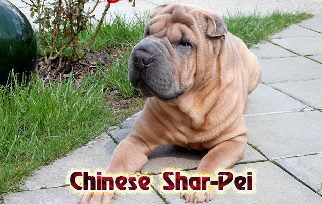 Chinese Shar-Pei