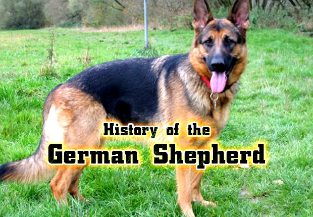 History of the German Shepherd