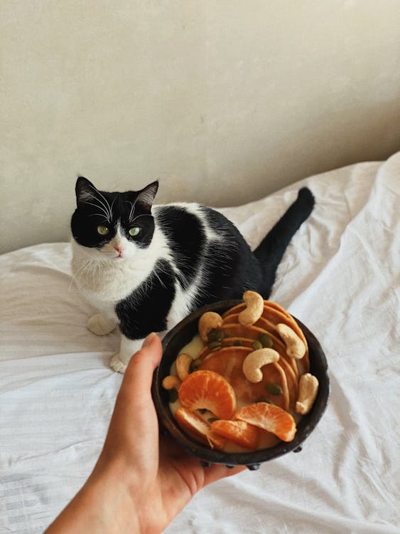 Human Foods Cats Can (and Can't) Eat