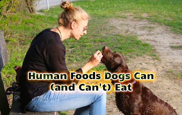 Human Foods Dogs Can (and Can't) Eat