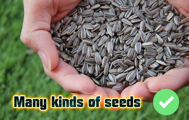 Many kinds of seeds