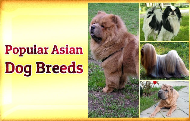 Popular Asian Dog Breeds
