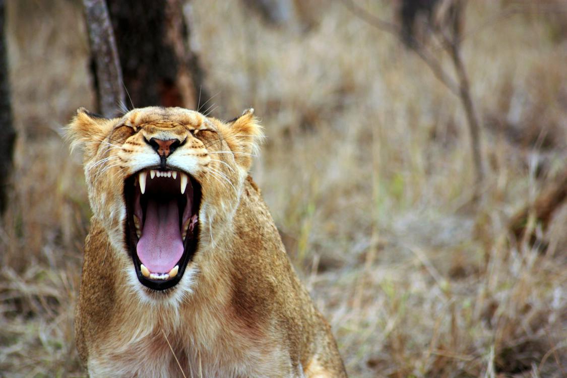 lioness-roaring