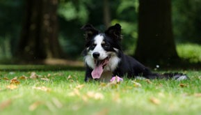 All modern Border Collies are the descendants from either one of the two dogs